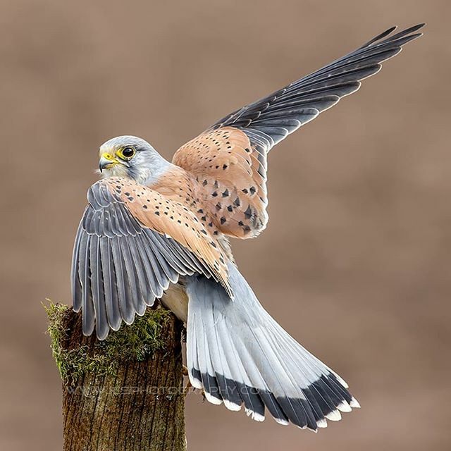 Kestrel, United Kingdom 🤩🇬🇧🦅 #bbcspringwatch #rspb_love_nature #rspb #naturephotography #birdsphography #birds_brilliance #ig_birds #birders #instabirds #birdsofinstagram #birdslife #birdsofprey #canon #uk #awesome #animals #photosofbritain #british … ift.tt/30Ia0TF