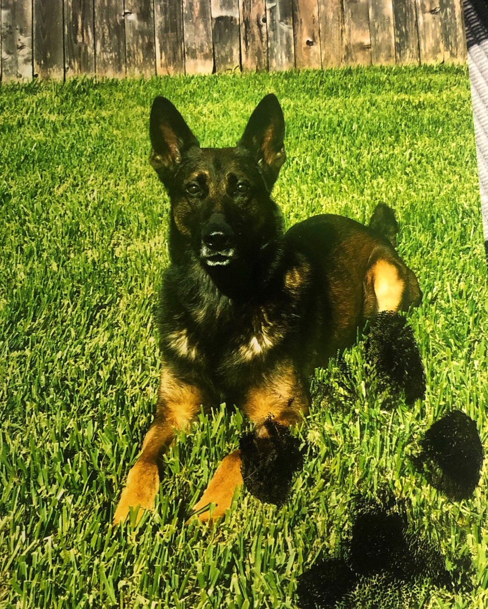 Love4PoliceDogs's tweet image. #WORRYBROWS #giveaway for all the Texas K9 Evo lovers!
Pawtographed photo, #worrybrows patch, Evo magnet/stickers!

 To enter follow @K9__Evo, @tkeleiott, @k9sofvalor, &amp;amp; RT

2 get extra entries &amp;amp; help K9s do so here: k9sofvalor.org (DM receipt to me to qualify) #livepd