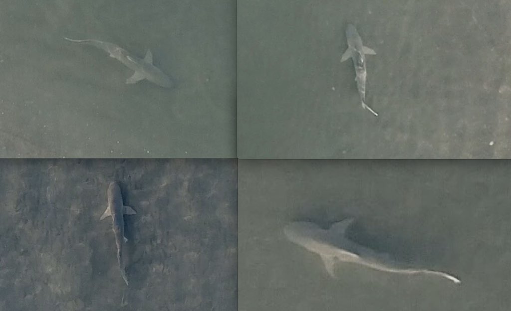 Analyzing drone footage of dozens of these sharks & seeking help IDing the species (the aerial ID struggle is real!). Most are ~1m in length and found within several m of the shore in Beaufort, NC during summer ‘19. Ideas, #AcademicTwitter ? #Drones4Good @MarineUAS