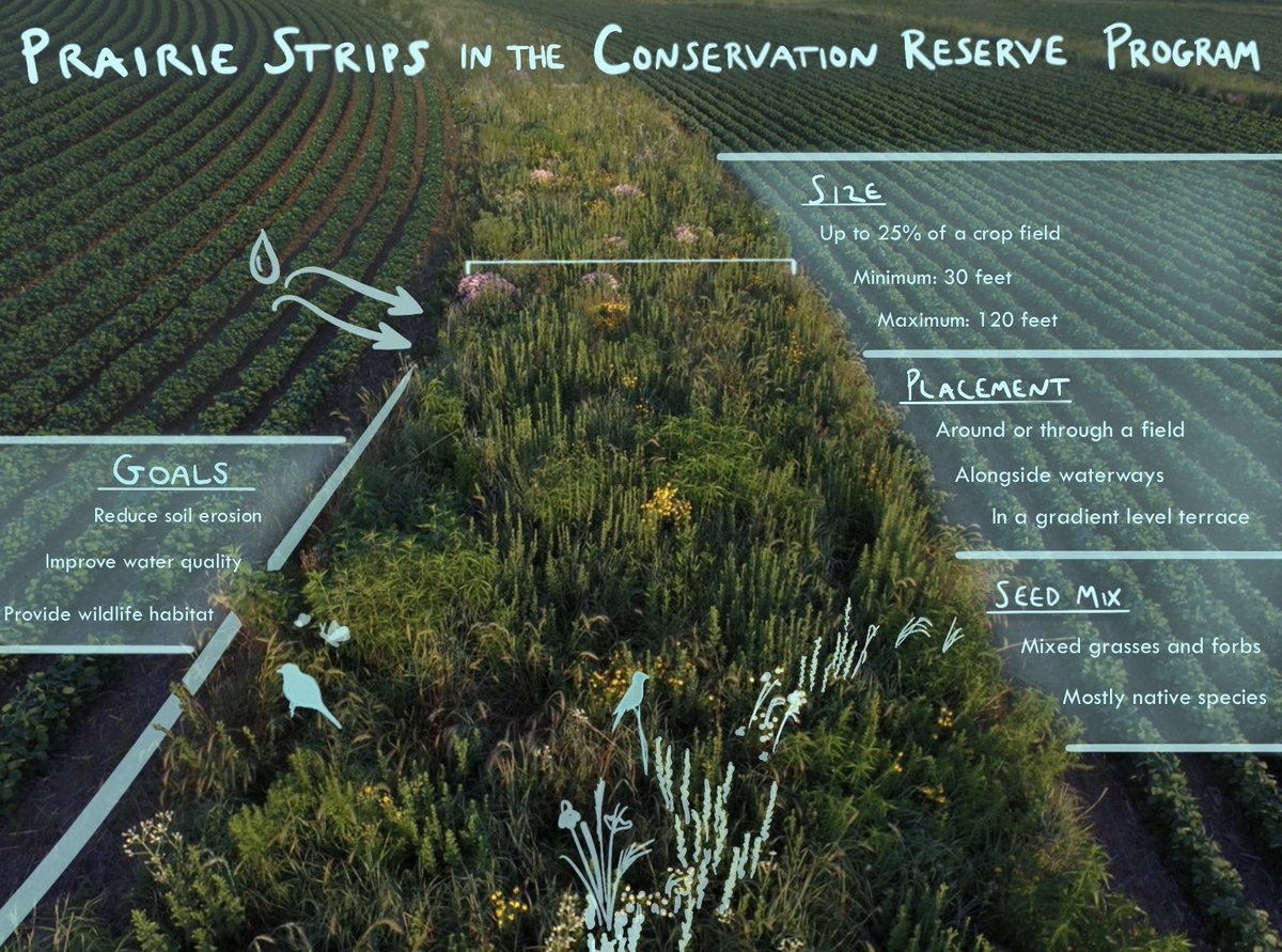 prairiestrips's tweet photo. A snapshot of prairie strips in CRP! https://t.co/CFXmW9IDQD