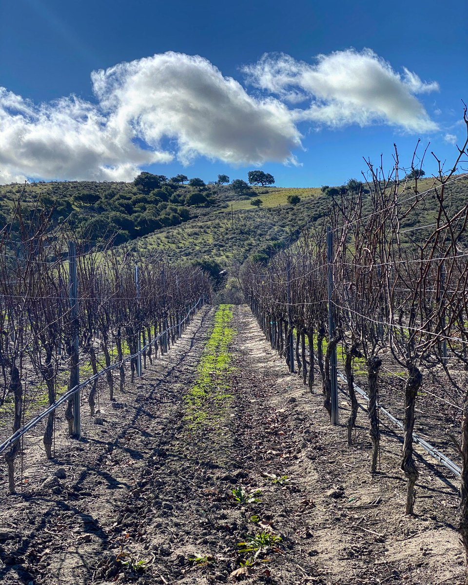 Happy Wine Wednesday! It’s a beautiful day in the vineyard 😍