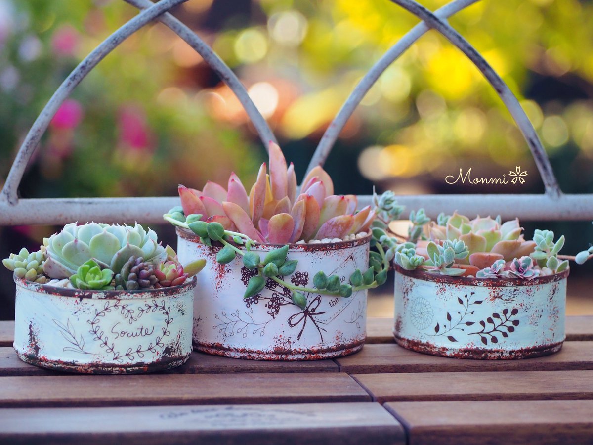 O Xrhsths Monmi Sto Twitter 猫缶 とサバ缶 で リメ缶作りました W ﾉ 底穴もあけましたよ レボリューション 紅姫 ブラウンローズ アーモンドネックレス レモータ ハンドメイド リメ缶 多肉の寄せ植え