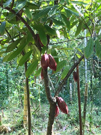 GranadillaL's tweet photo. We still have Cocoa Trees Perks left! 😊
#olympics #artbook #boyslove #newproject #yaoi #bl #artists #lgbt #erotic #cocoatrees #sports #Illustrations #crowdfunding https://t.co/0EAx63VA62