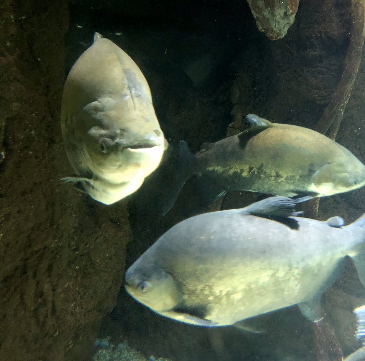 ট ইট র Kog 海遊館 エクアドル熱帯雨林 T Co Bovstlmron 海遊館 水族館 Aquarium 日本 Japan 大阪府 大阪市 大阪 観光 観光地 Touristspot Sightseeingarea アクアドル 南米 水槽 太平洋 Pacificocean 魚 Fish アマゾン川