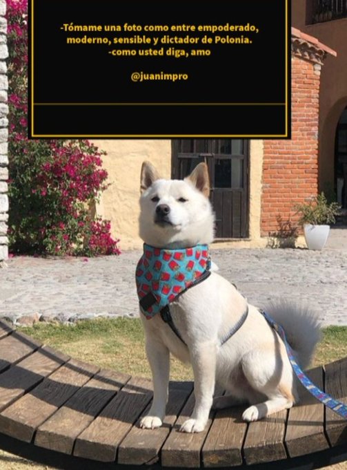 #shibuya #dogs #perros #mascota https://t.co/oRNkjL9ZFe<a href="/tag/shibuya"class="tags">#shibuya</a><a href="/tag/dogs"class="tags">#dogs</a><a href="/tag/perros"class="tags">#perros</a><a href="/tag/mascota"class="tags">#mascota</a>