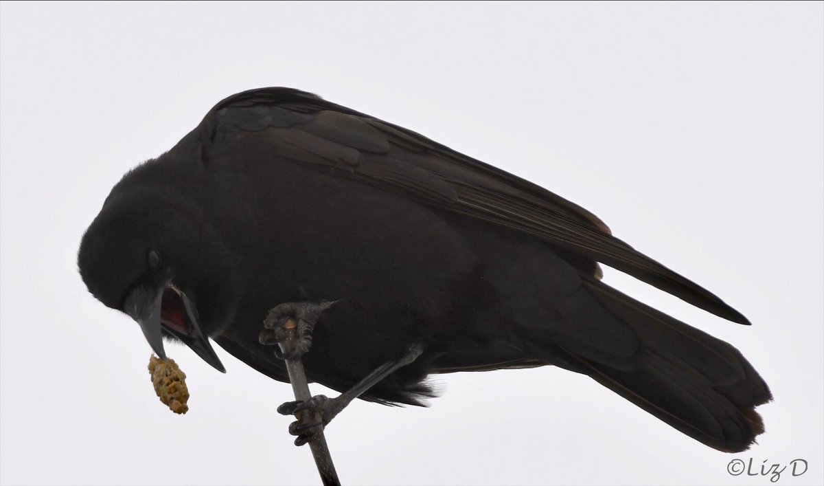An American Crow is shown close up, perched on a very small branch at the top of a tree, throwing a pellet of food to themselves with their bill.