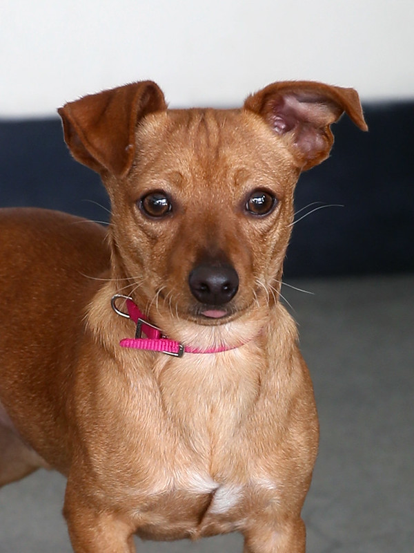 Berkeley Animals tweet media
