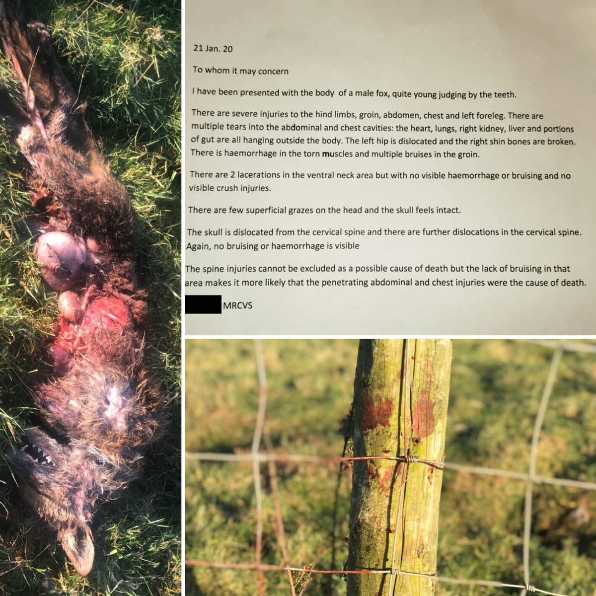 Postmortem of the #fox killed at the #weekend: #FuckTheHunt #AHAB #HuntSabs #HuntSaboteurs #AnimalRights #Activists #AnimalLiberation #ALF #AgainstAnimalCruelty #Vegan #Veganuary #KeepTheBan #PeacefulProtest #KeepThemSafe #Wildlife #Peterborough #Leicester #Activism #GetAngry