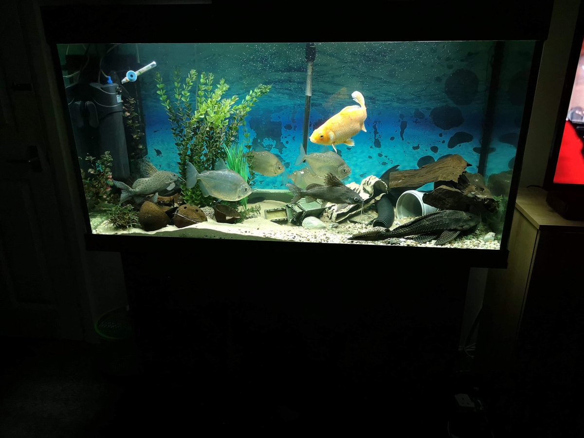 Csabesz33's tweet photo. Fish tank with full set with stand For Sale via @Preloved https://t.co/7IFjjZ9EZr https://t.co/Z2ykPPJYTS