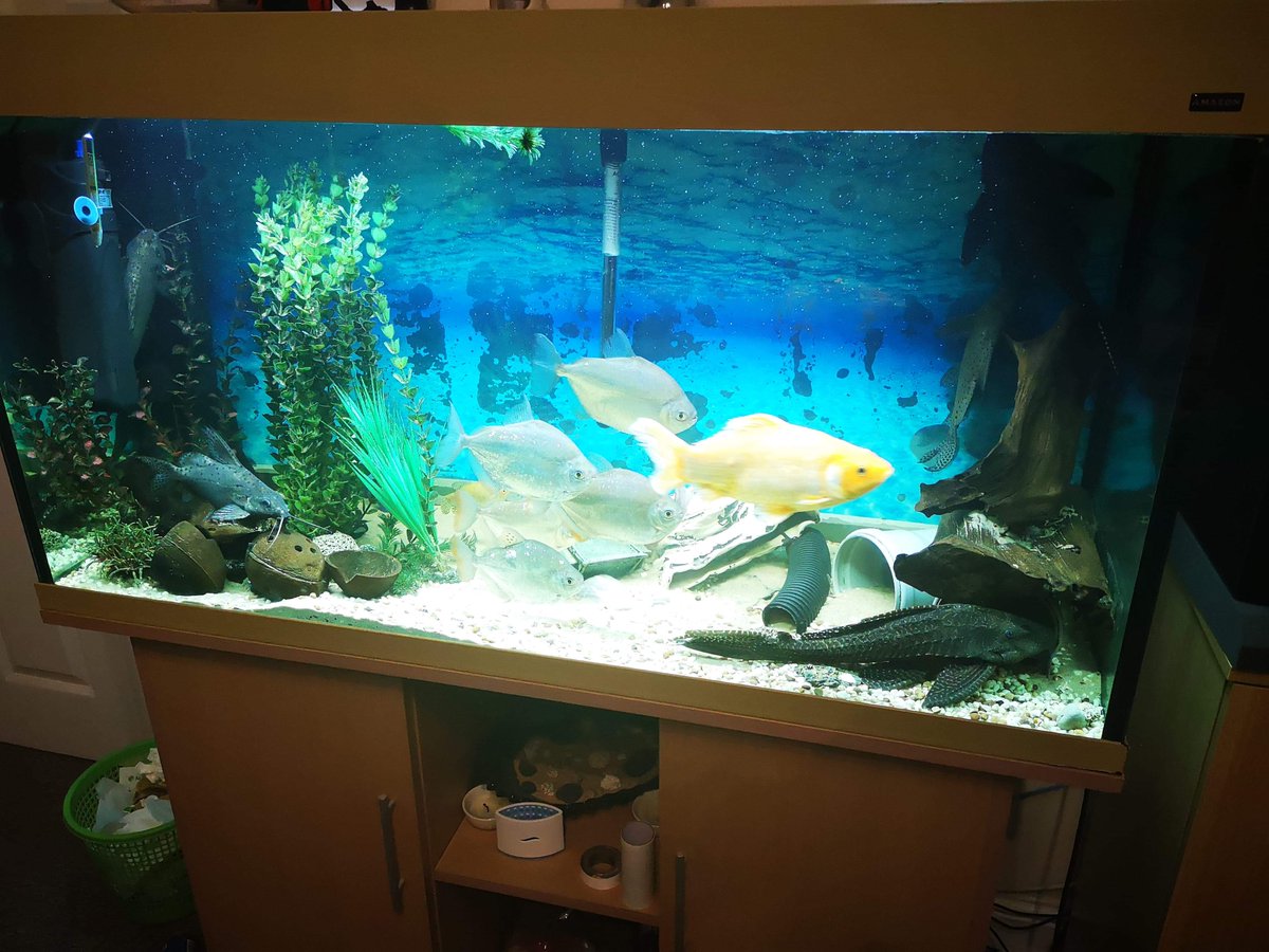 Csabesz33's tweet photo. Fish tank with full set with stand For Sale via @Preloved https://t.co/7IFjjZ9EZr https://t.co/Z2ykPPJYTS