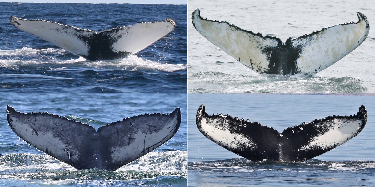 RampChristian's tweet image. (1/3) 2019 the record year for @MICScanada with over 140 humpback whales identified in the Gulf of St Lawrence. 100 animals were already known, 40 were new including 14 calves. Among them the first 4th generation whale. Photo shows the 4 generations clockwise from the upper left