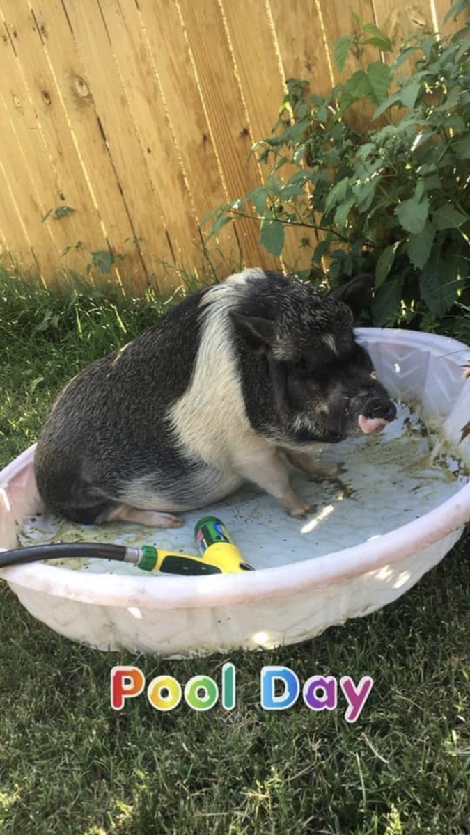 LoganCook15's tweet photo. $500 REWARD!!!! MISSING PIG!!!!!! Fernando was being transported from Grandview, MO to Tulsa, OK. After arriving in Tulsa, OK Fernando was not in his crate! We are unsure if he was let out, stolen, or somehow escaped. One stop was made in Nevada, MO. https://t.co/DBrdsJX9eA