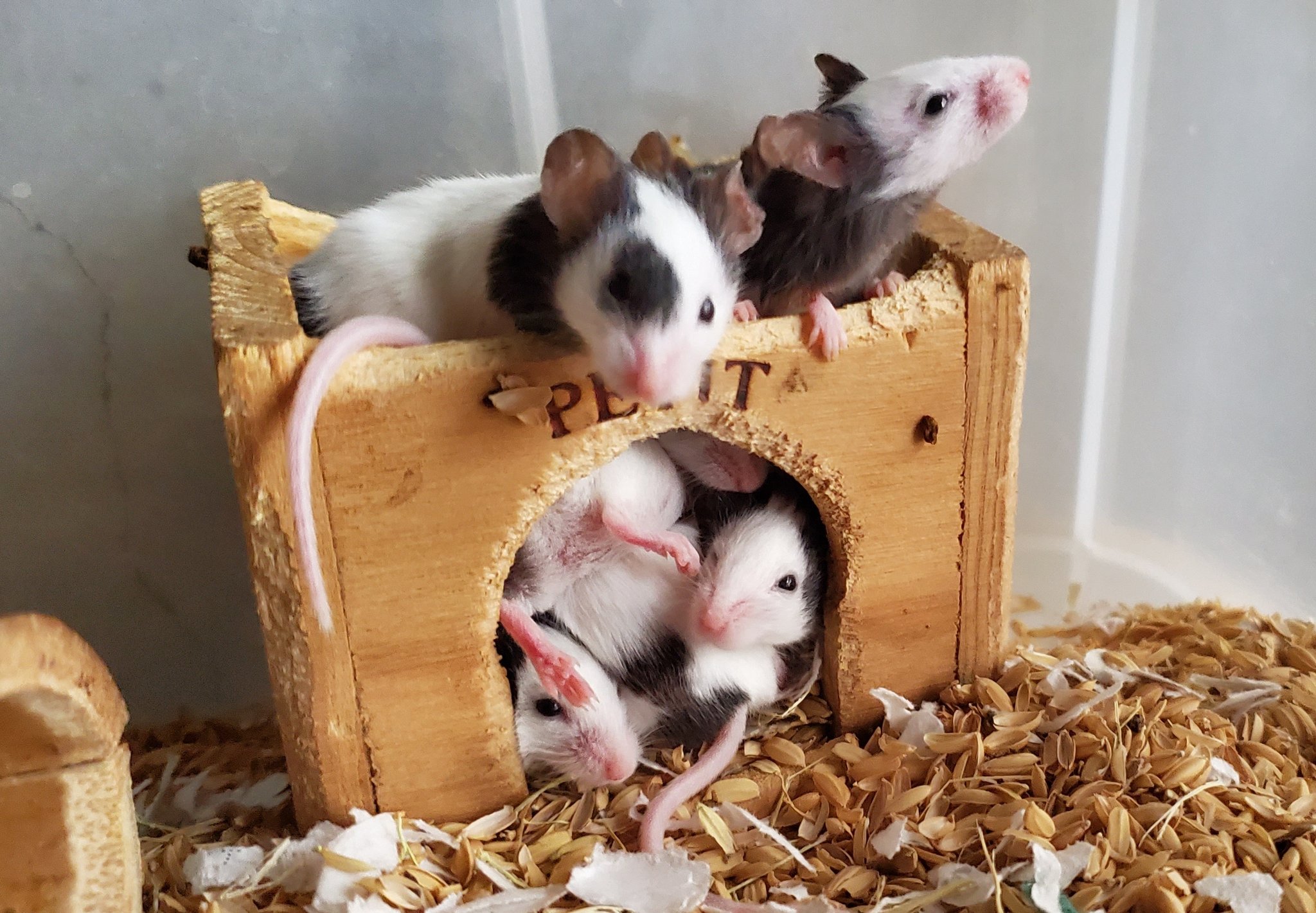 小諸市動物園 公式 雨で寒い日はみんなでくっつくのが1番 ぎゅうぎゅうに詰まりすぎて 可愛いおしりも丸見えです パンダマウス おしり T Co Xtpscwvoqi Twitter