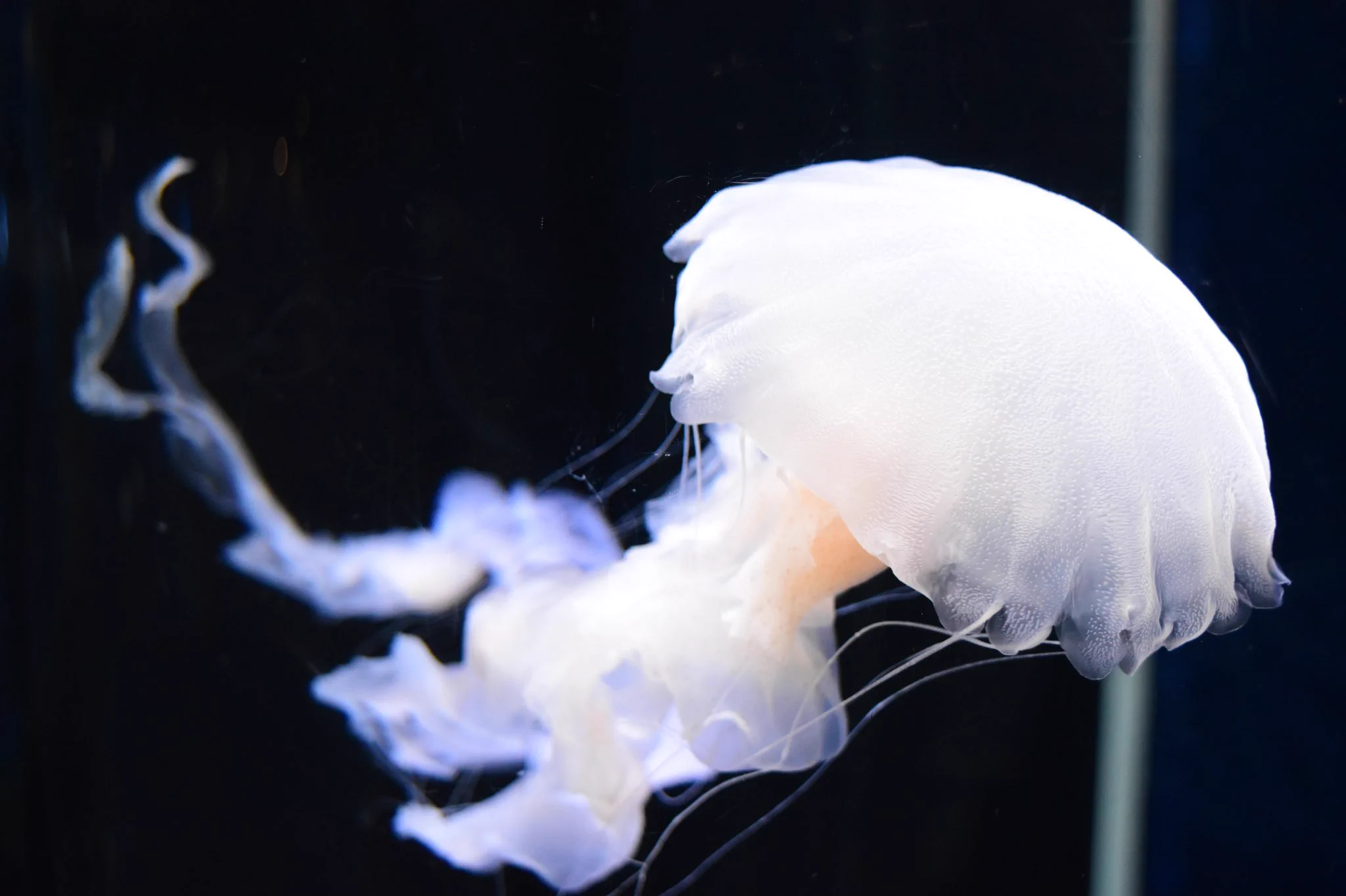 美ら海水族館行ったとき、大水槽でバシバシとフラッシュ焚かれてるの見て悲しかったなぁ…
本当にフラッシュ焚かない方が綺麗に撮れます！生き物にも優しい！  