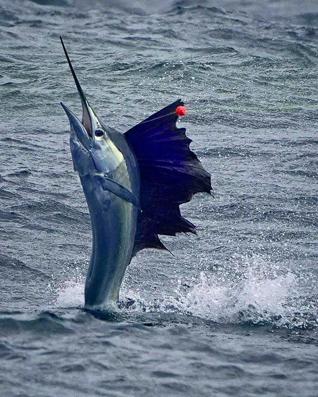 project_dynamar's tweet image. Sailfish are the cheetahs of the ocean - these guys have been clocked at speeds up to 110 km/h! 🏃🐟🌊 #fish #fishscience #billfish #athlete #sailfish #olympicswimmer 📸: @jammriss ift.tt/2vh5uzR