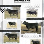 Photo by KM Cattle Company (@KMCattleCo)