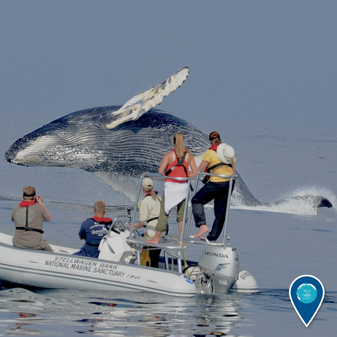 sanctuaries's tweet photo. "Whale...we're gonna need a bigger boat." These scientists in @NOAASBNMS got a treat (or maybe a fright) when a humpback whale breached surprisingly close to them.
(Photo taken under @NOAAFisheries Permit 14245) https://t.co/pmMxJoQzDj