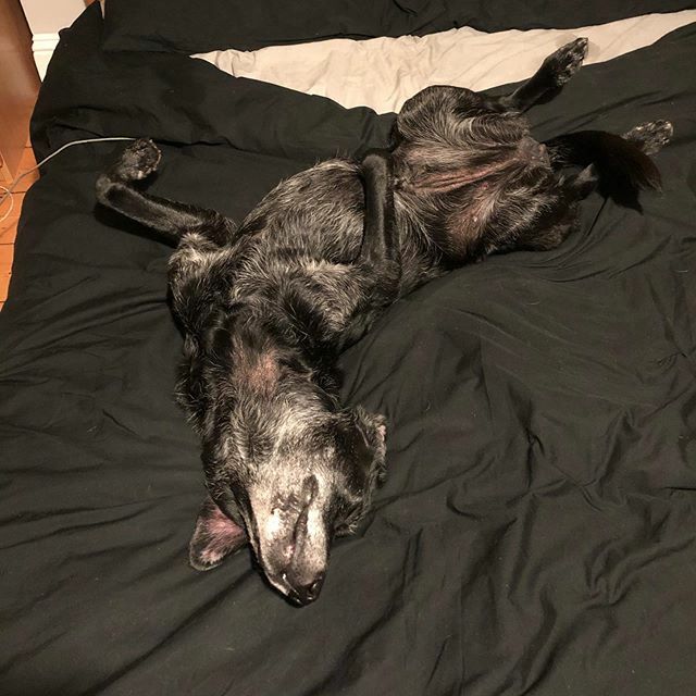 spanielhunter's tweet image. Rosington... #sleepypuppy #happyplace #bedtime #😴 #labsofinstagram #blacklab #labradorretriever ift.tt/3aFi2Bp