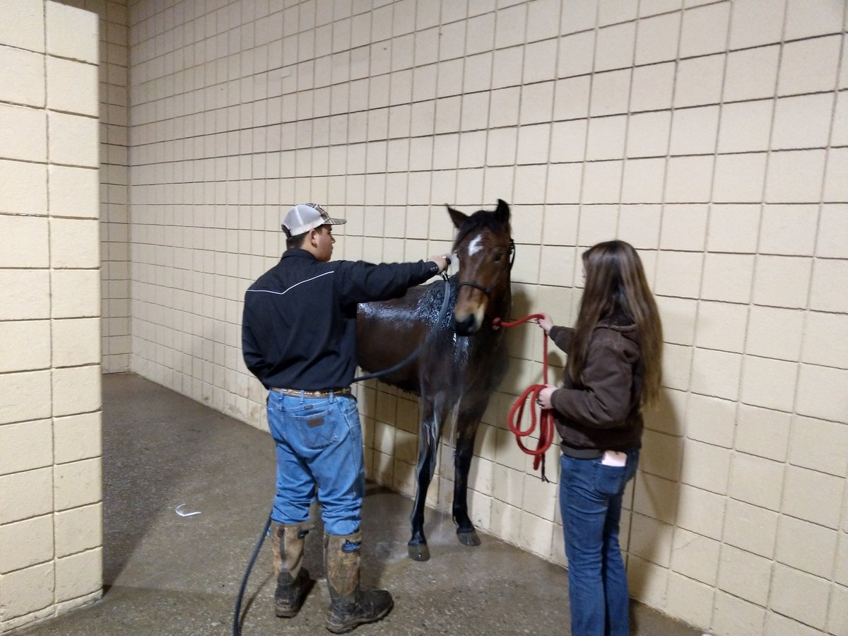 TECCeast's tweet image. Bath time at the Extreme Mustang Makeover. @TECCeast @lisdcte