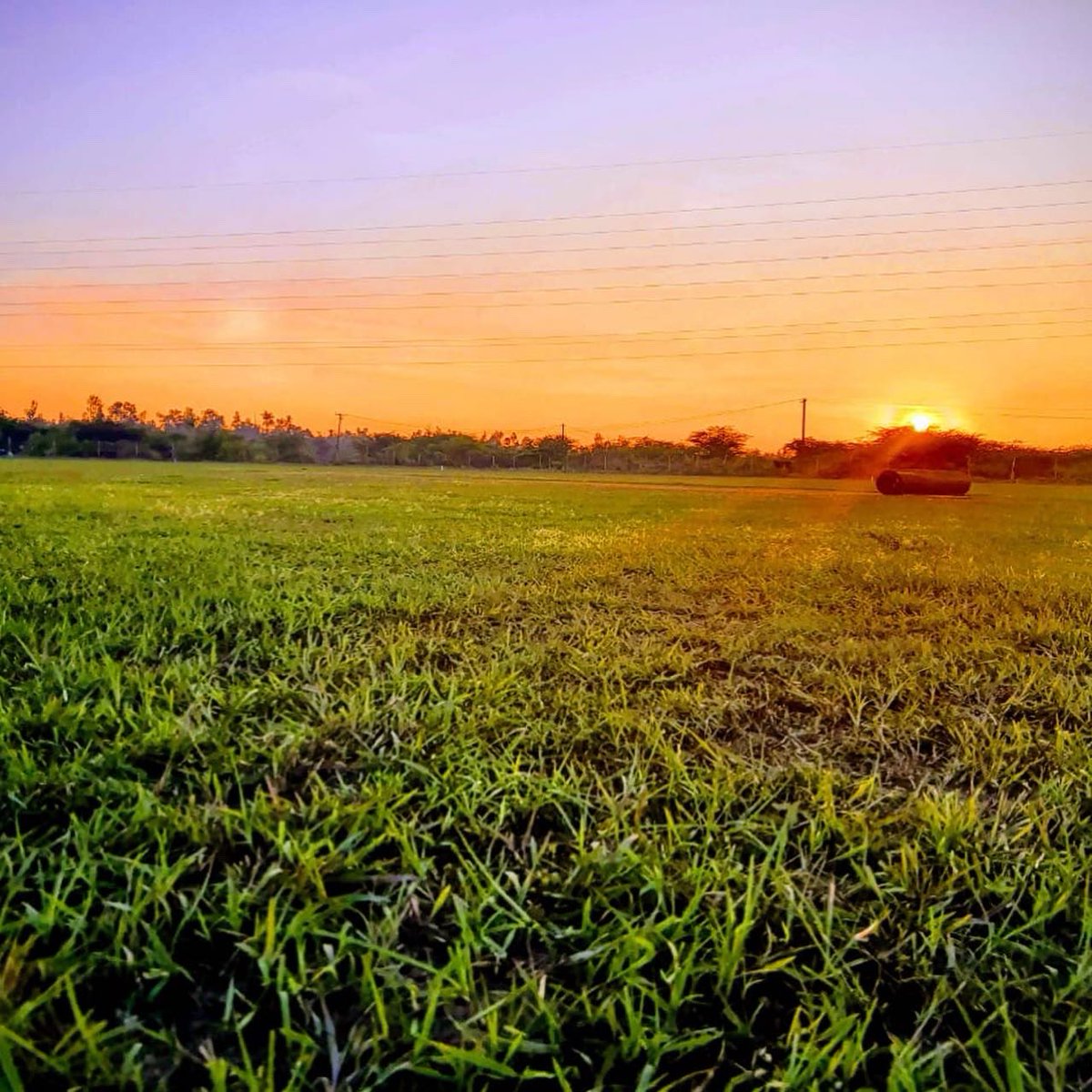 CCASPORTSCENTER's tweet photo. #sunsetphotography #CCA #Cricket #Ground #Chennai -  “#Mr.Cricket #Hussey” https://t.co/kXzmGei1A6