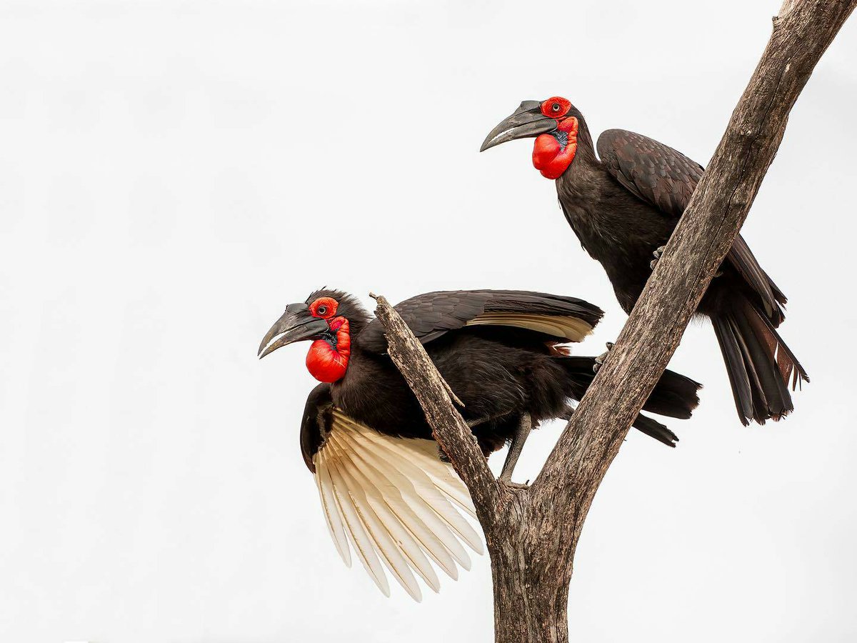 TudiscoveryLA's tweet photo. #TudiscoveryLatam #Tudclnlimited #WilsonPc
#birds #hornbill #okavangodelta #botswana 
#safari #wildlife #wildlifephotography #africageophoto #wild #natgeowild #natgeoyourshot #natgeo100 #canondeutschland #atrpichapicha #animal #capturethewild 
#picoftheday #nature https://t.co/3C1b83YMEb