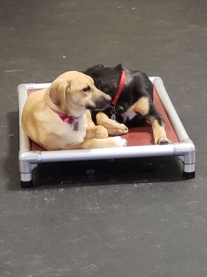 SkidsRun's tweet image. Five minute rest stop!  #yegdogdaycare #yegdoggydaycare #yegdogs #edmontondogs