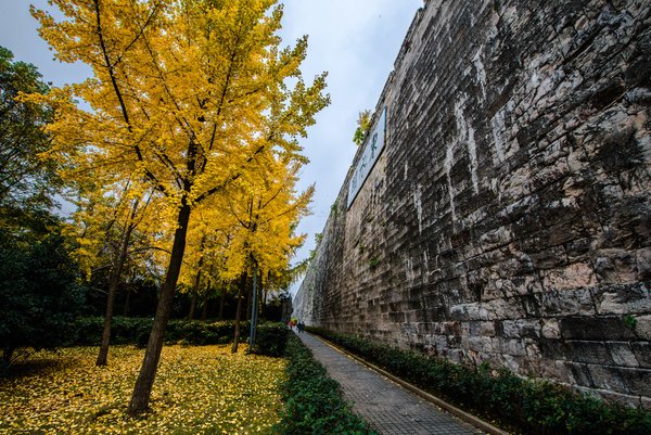 simontourcom's tweet photo. Nanjing City Wall is one of the historical and cultural remains of Ming Dynasty (1368 - 1644). With an original perimeter of about 35 km, the city wall has a height of 14 - 21 meters. The footing has a width of 14 meters. The present remains have a length of about 21 kilometers. https://t.co/FrghF1BHzc