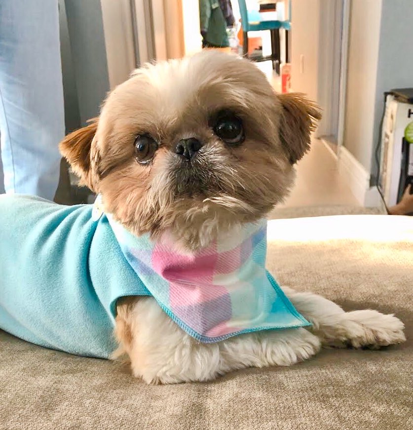 Roses are red, Violets are blue, sugar is sweet, and so are you! 🍭🐾😋
-
Cotton Candy Plaid Bandana
-
#Ollie #Candy #Sweet #ShihTzu #Sugar #Valentine #Bandana #ValentinesDay #ShihTzus #Dog #CutePuppy #PlaidBandana #ValentineBandana #PinkBandana #Plaid #BeMine #PreciousPawPrints