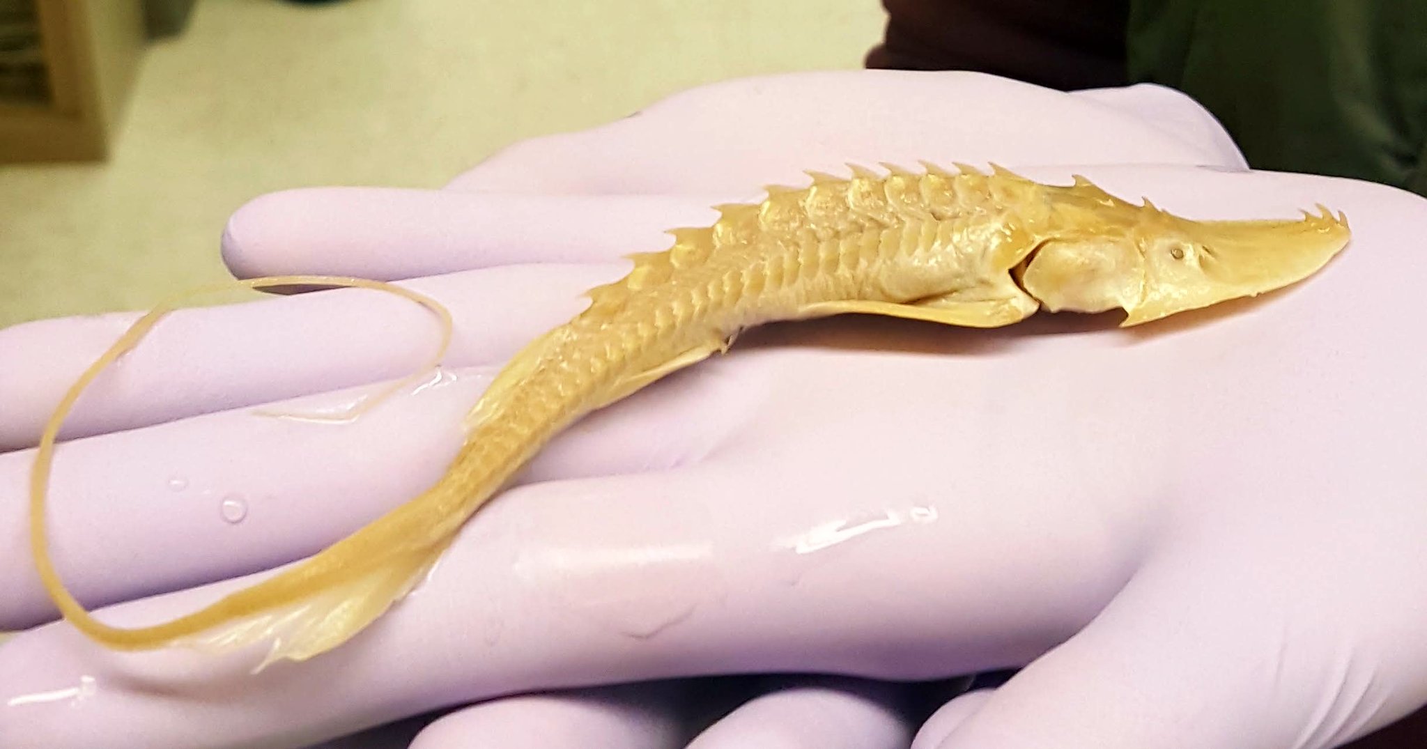Abigail Caron on Twitter: "Prepping this cute Amu Darya Sturgeon for iodine  staining! Hopefully we will soon have a better understanding of its  internal anatomy (especially nerves)! https://t.co/HD0r8zUQbi" / Twitter