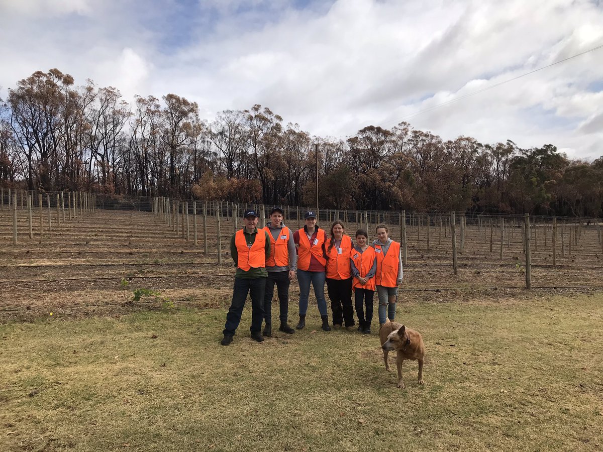 Volunteering with BlazeAid in the Adelaide Hills. Helping fix some vineyards in Kenton Valley <a href="/craig_chap29/">Craig Chapman</a> <a href="/matt_johns95/">Matt Johns</a> <a href="/wilsonsaAnz/">Darren Wilson</a>