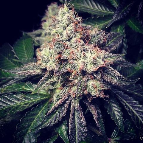 NugDatabase's tweet photo. Strain of the day: #Prometheus! ๐ธ๐ฎ
#Combination ๐ก๐of #Five 5๏ธโฃ #Strains! ๐. An #Etreme #High ๐คฏ with this #Indica ๐๐ dominant #variety!
https://t.co/3NqGm9swKL
Comment on this #Beauty ๐ below! โ๐ฌ
#Cannabis #StrainOfTheDay #420fam #420life #NugDatabase
๐ฒ๐ฅ๐๐จ https://t.co/1AefFv2HjF