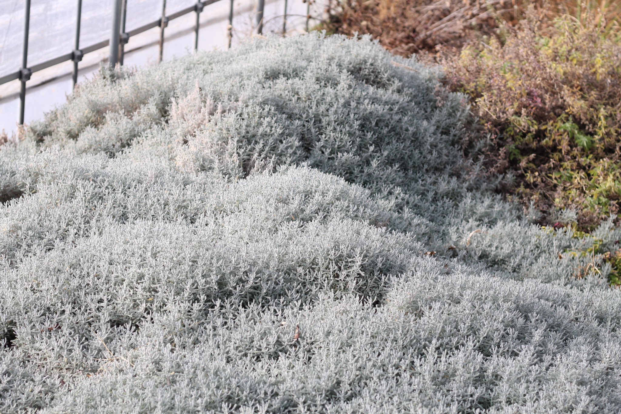 平間拓也 ざおうハーブ サントリナグレー ざおうハーブ ハーブ T Co W3mpkkqqwr Twitter