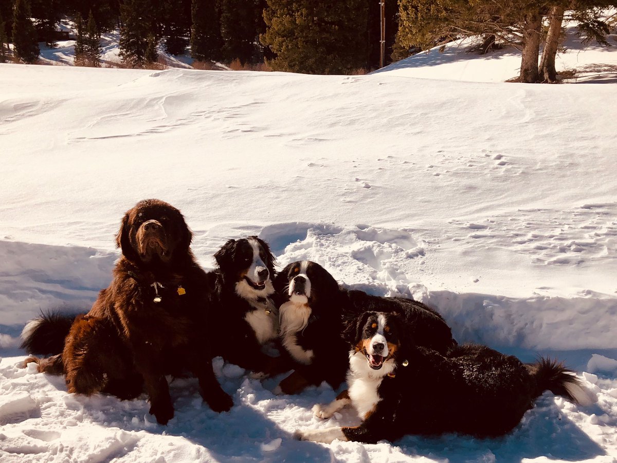 keeliMescover's tweet photo. Happy birthday daddy! With each year you get older, you seem to be losing your mind and impulsively buying new puppies... but i also love you more and more. I am so proud to be your daughter old man! @jdub2444 https://t.co/NIQswTMRZE