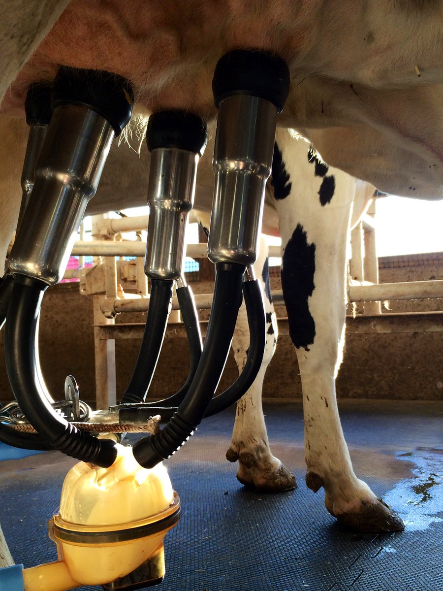 LoriCaughey's tweet photo. Oh, @StarbucksCanada, I love your coffee! But what is good #coffee without nutritious and delicious local #milk or #cream? Learn more about “Sustained Environmental Efficiency On Canadian Dairy Farms” 👉 https://t.co/7ZxPT67G3k https://t.co/fqpUCdzWXM