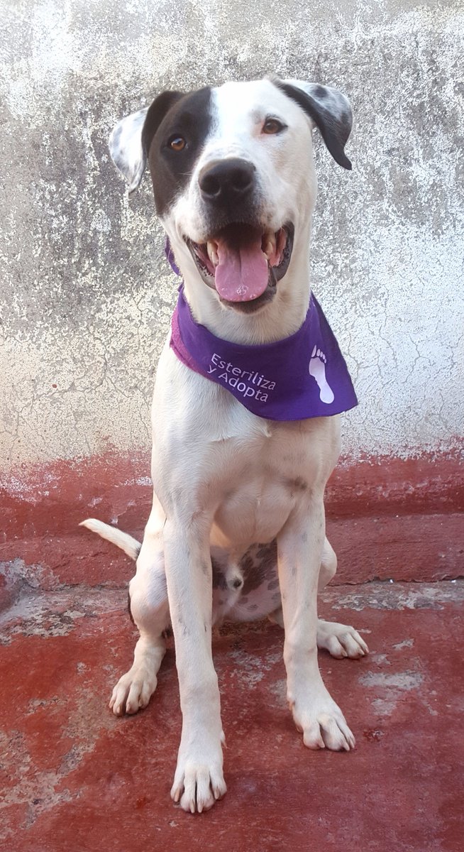 aserrano01's tweet photo. 🇲🇽 CDMX, BAMBAM BUSCAN UNA FAMILIA RESPONSABLE de preferencia zona sur y centro. INF 55 1368 9162 #CDMX #AdoptaNoCompres #adoptaunnegrito #adoptame #adoptables #adoptable #AdoptaCambiaUnaVida #adoptaclub #cachorros #cachorro #Mascotas #perros  #BenitoJuarez https://t.co/SH5JUgJ6fY