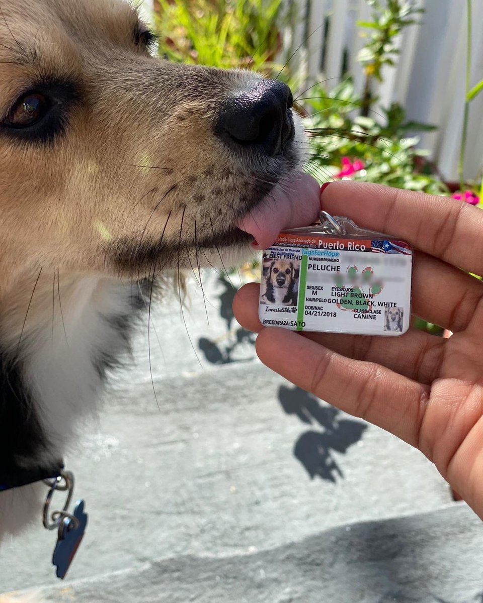 TagsforHope's tweet photo. Sweet little Peluche 🧸 is so excited to be getting his new PR License ID Tag! ❤️

#exciteddogs #dogstagram #gooddogs #tagsforhopedogs https://t.co/wYDvs5iYmc