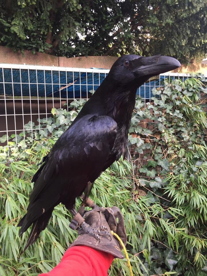 鳥のいるカフェ谷中本店 入荷予定の ワタリガラス 別名 オオガラス と呼ばれ かなり大きなカラスです フライトショー に出演していた ショーバード で1羽限りの輸入です 今後の輸入予定はございませんので カラス 好きの方はぜひこの機会にご検討