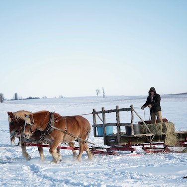 Local_Feast's tweet photo. From #LocalFeastScoop January:
Know your Farmer: Grand View Beef
From their Century Farm near Clear Lake, IA, 100% #GrassFedBeef is available to restaurants & direct to you.
With actual horse power, they're watching their environmental impact.
More: https://t.co/4g93qQ1iEF https://t.co/LVoLpCVen7