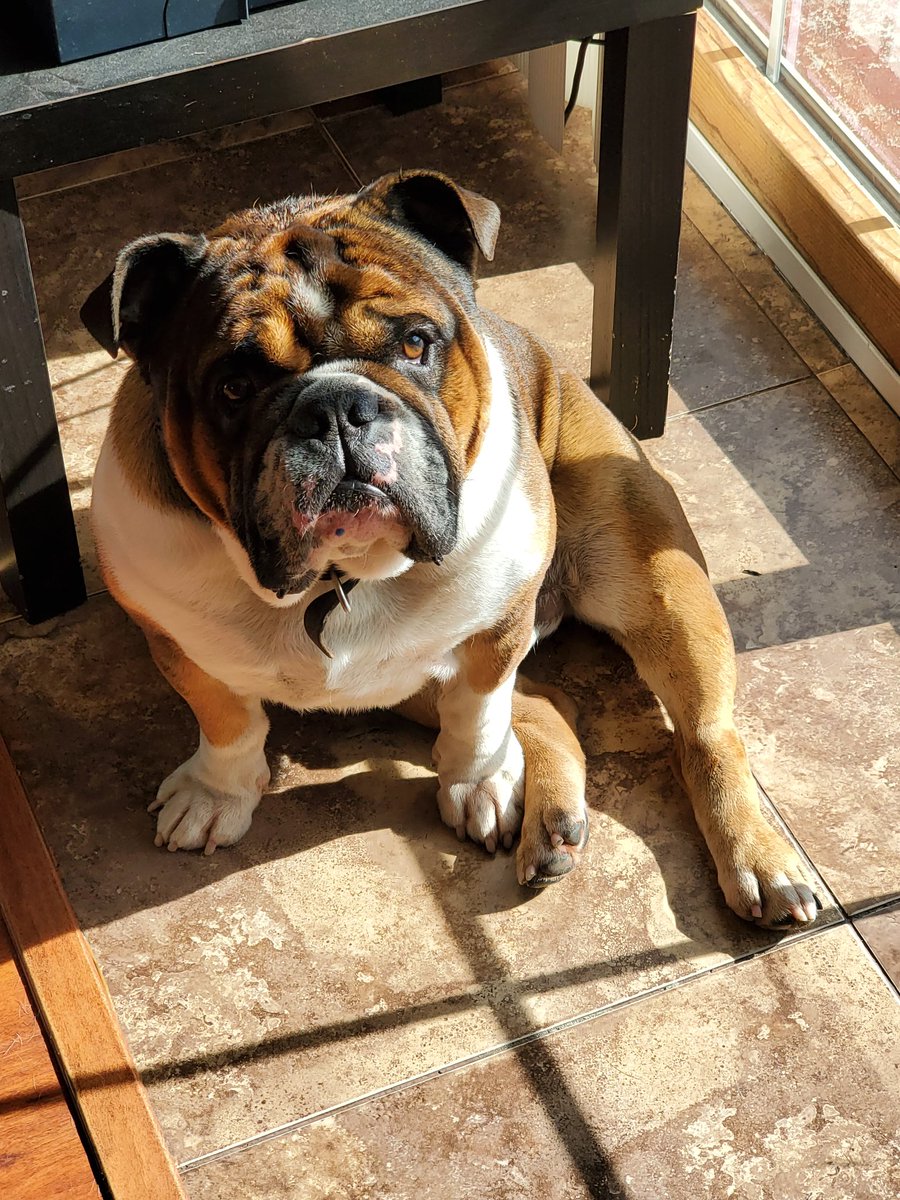 BidalRealEstate's tweet photo. #Bulldog #Remy https://t.co/nvZD2EwaYZ