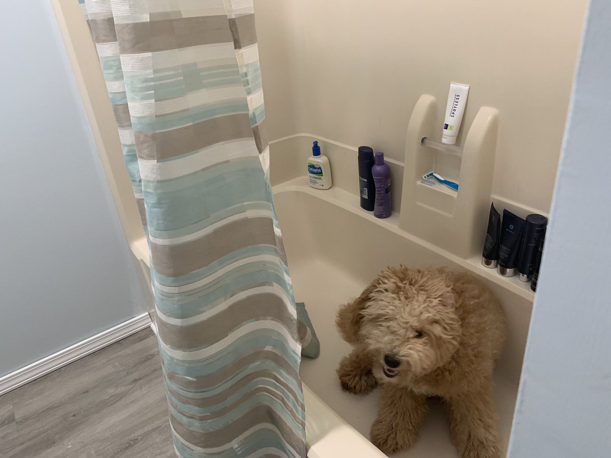 MiniGoldendood1's tweet photo. Bath Time https://t.co/1sKXVDbTqi