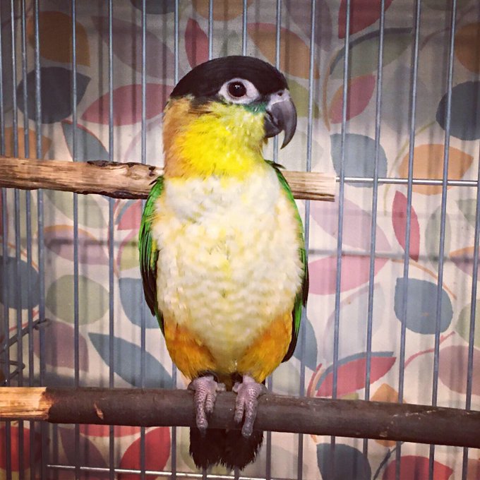 南米出身の陽気で人懐こいインコ ズグロシロハラインコ の特徴や飼い方を解説 Petpedia