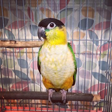 南米出身の陽気で人懐こいインコ ズグロシロハラインコ の特徴や飼い方を解説 Petpedia