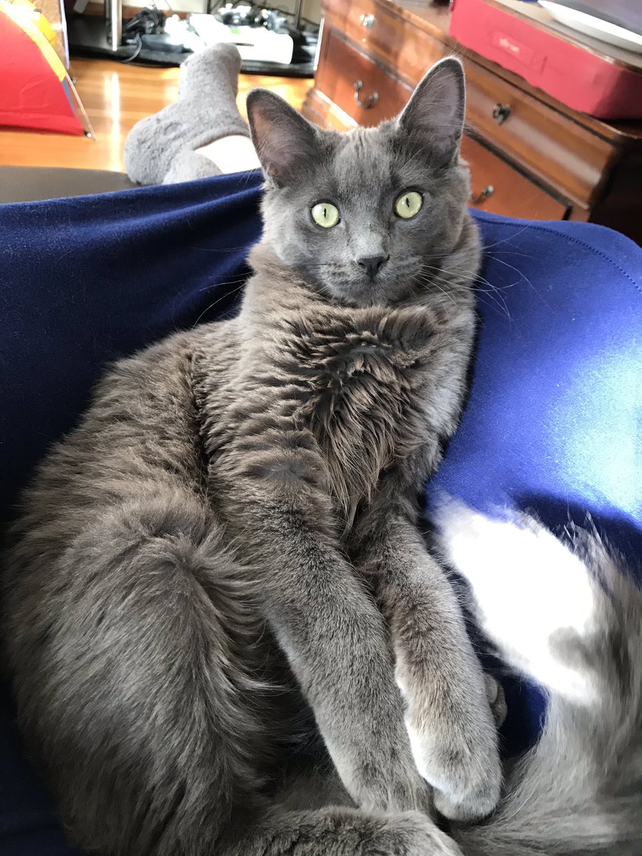 We have a full-blown adult kitty on our hands 😻#WolfieCat