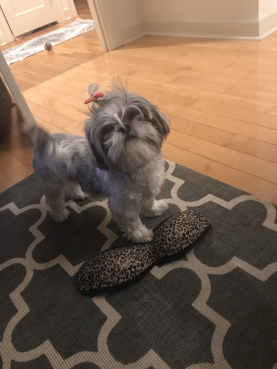 pearlthemeerkat's tweet photo. Humans breastplate be my favorite toy but human keep hiding dis from me!!!!!! https://t.co/IvJaV0rubr