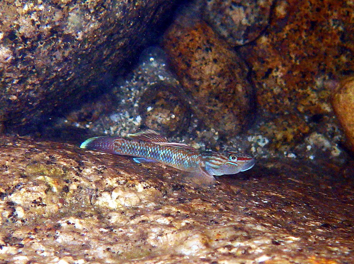 ウラヌス238 Rhinogobius Brunneus クロヨシノボリ 本属で2番目に古く記載された種 小卵 回遊性で 琉球 本州まで広く分布するが 他のヨシノボリがいないような小さな島の極小河川にも生息していることがよくある 写真は屋久島にて 今日の ヨシノボリ ウラヌス238 Rhinogobius Brunneus クロヨシノボリ 本属で2番目に古く記載された種 小卵 回遊性で 琉球 本州まで広く分布するが 他のヨシノボリがいないような小さな島の極小河川にも生息していることがよくある 写真は屋久島にて 今日の ヨシノボリ