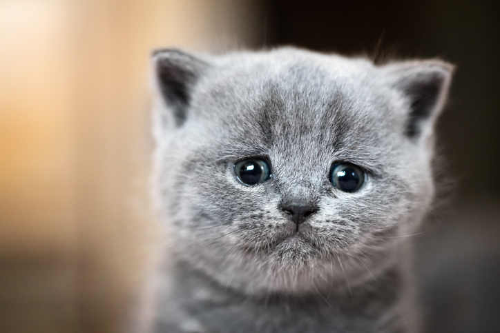 Brookgreenvets's tweet photo. Dental disease in cats is commonly associated with the accumulation of dental plaque (as a result of bacteria in the mouth) and tartar formation. Speak to your vet for a free dental check. 

https://t.co/wJIi2qf76A https://t.co/ckv91BLc9u