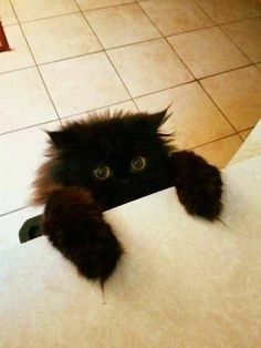 FeliniRocks's tweet photo. This girl can have anything she might ever ask me for. Forever.... Hello there bright people. Are you #catlover or have you any #pretty #cats? I think you #love a #kitty face. So Follow our boards for never miss any cuteness of #pets. #cat #catsofinstagr… https://t.co/cfTcFAt0Ys https://t.co/WFzTWew3AH