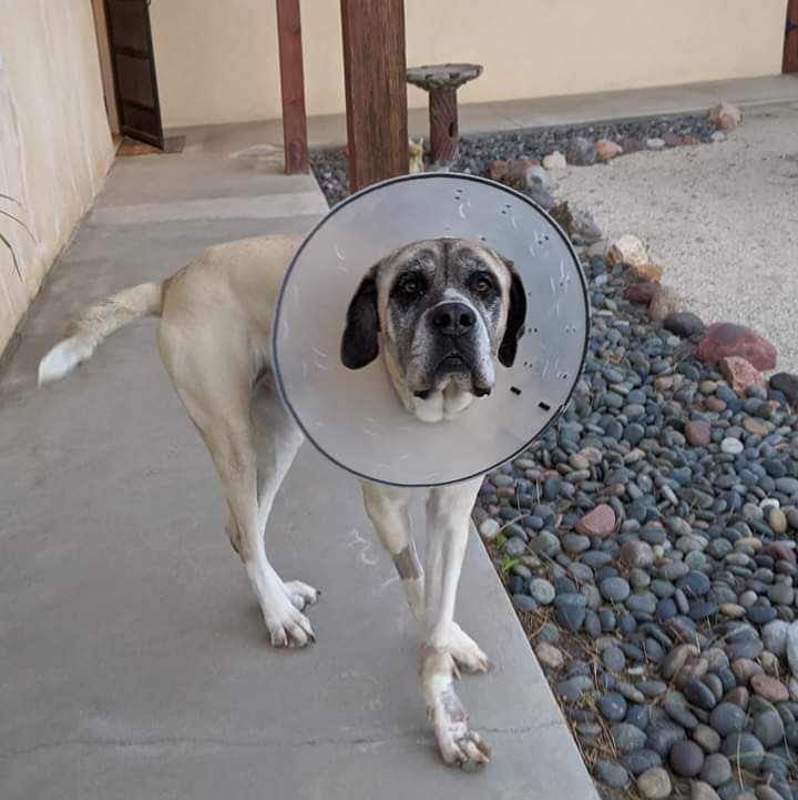 paws_grand's tweet photo. UPDATE ON ROSE 🌹 Biopsy shows it's NOT Osteosarcoma, yay!!!  Although, it is squamous cell carcinoma, don't like hearing that, but it's better than bone cancer.  She starting licking the sutures, hence the cone of shame ☹️ https://t.co/JuAxpb2h1P