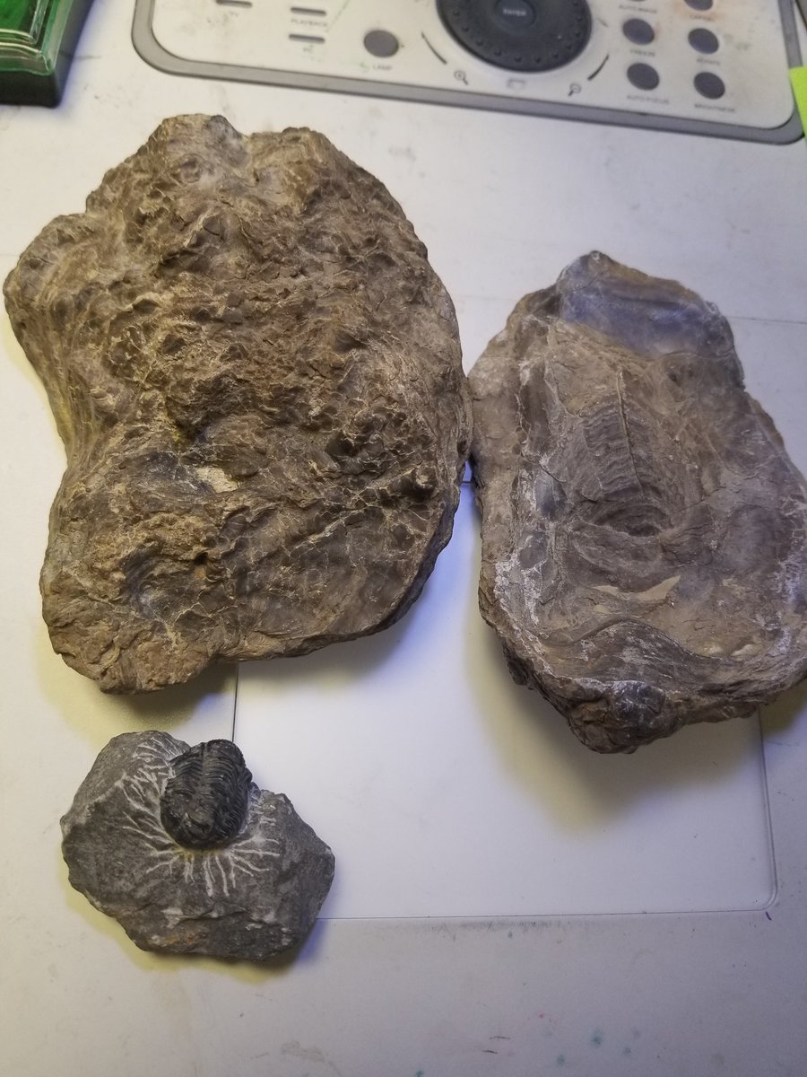 Sthawkins4's tweet photo. Love it when student are enthusiastic about hands- on investigations in science...and when they share artifacts from home that support our learning. @TheFarmAACPS #AACPSAwesome #aacpsscience #realfossils #spiderinamber https://t.co/qltYeABkMM
