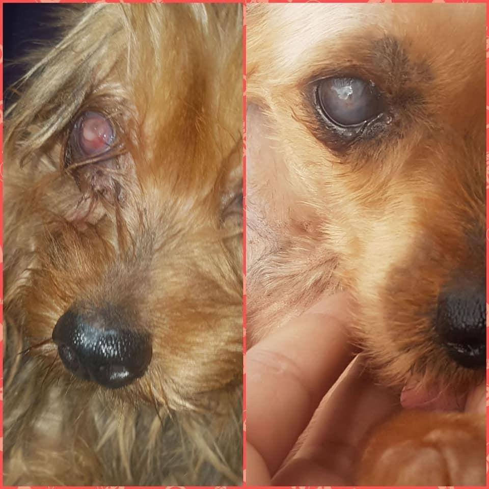 SosAbuelos1's tweet photo. URGENTE #PERDIDAAAAAA en Puerto de la torre ( Málaga)
Esto es un sin vivir. Por favor la necesitamos!!! Se llama linda es una yorksire, llevaba collar rosa, tiene una úlcera en el ojo que se esta tratando.
TLF: 695095964.
Nos estamos muriendo de tristeza
https://t.co/kgzhI1dy7A https://t.co/72pgIhXsSJ